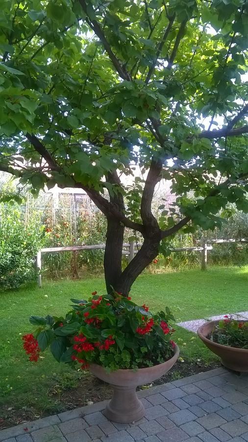 Nonna Alda Bed & Breakfast Viareggio Rom bilde